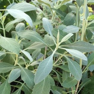 Salvia Apiana zaden - Witte salie - 1 gram